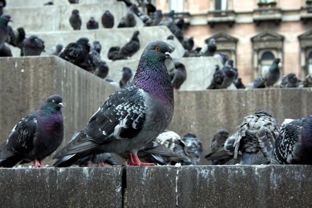 Dépigeonnage à Avignon